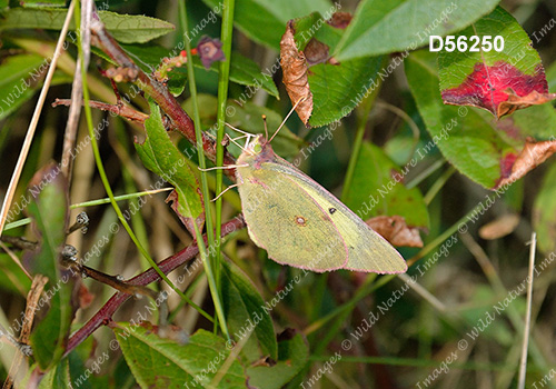 Pink-edged Sulphur (Colias interior)